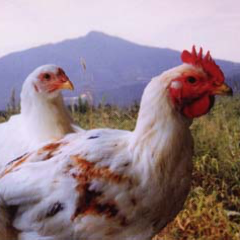 絵本の国のアリス 自慢の食材 つくば鶏 ぐるなび