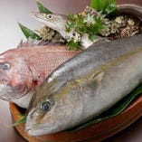 新鮮な海の幸を中心とした日本料理では、何より素材が大切。当店では独自で鯛を養殖しています。