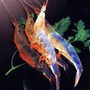 別邸 きときと_富山湾の白い宝石「白海老」