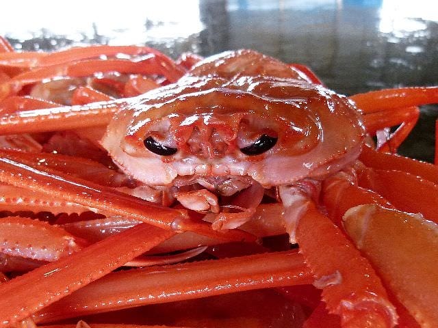 「富山新湊産」茹で紅ずわい蟹