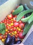 ずっしりと実の詰まったお野菜がたくさん収穫できました。