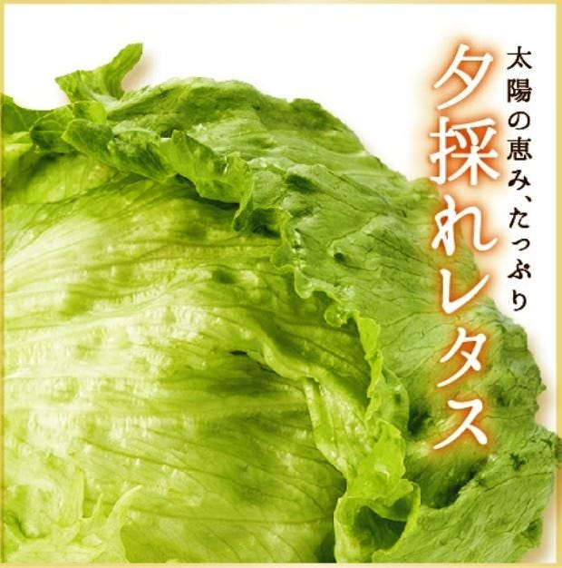 しゃぶしゃぶ温野菜 心斎橋店 自慢の食材 夕採れレタス ぐるなび