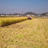 自家栽培の米ヒノヒカリ【兵庫県加古川市東神吉町】