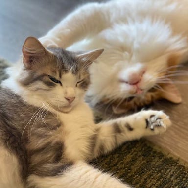 Cafe&Bar Manul_ねこちゃんとのふれあい