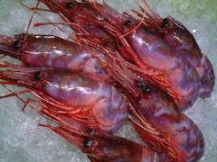 肴や一蓮 蔵