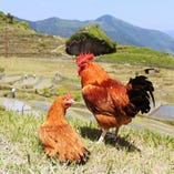 【丹波の恵み】丹波地どり【兵庫県丹波市】