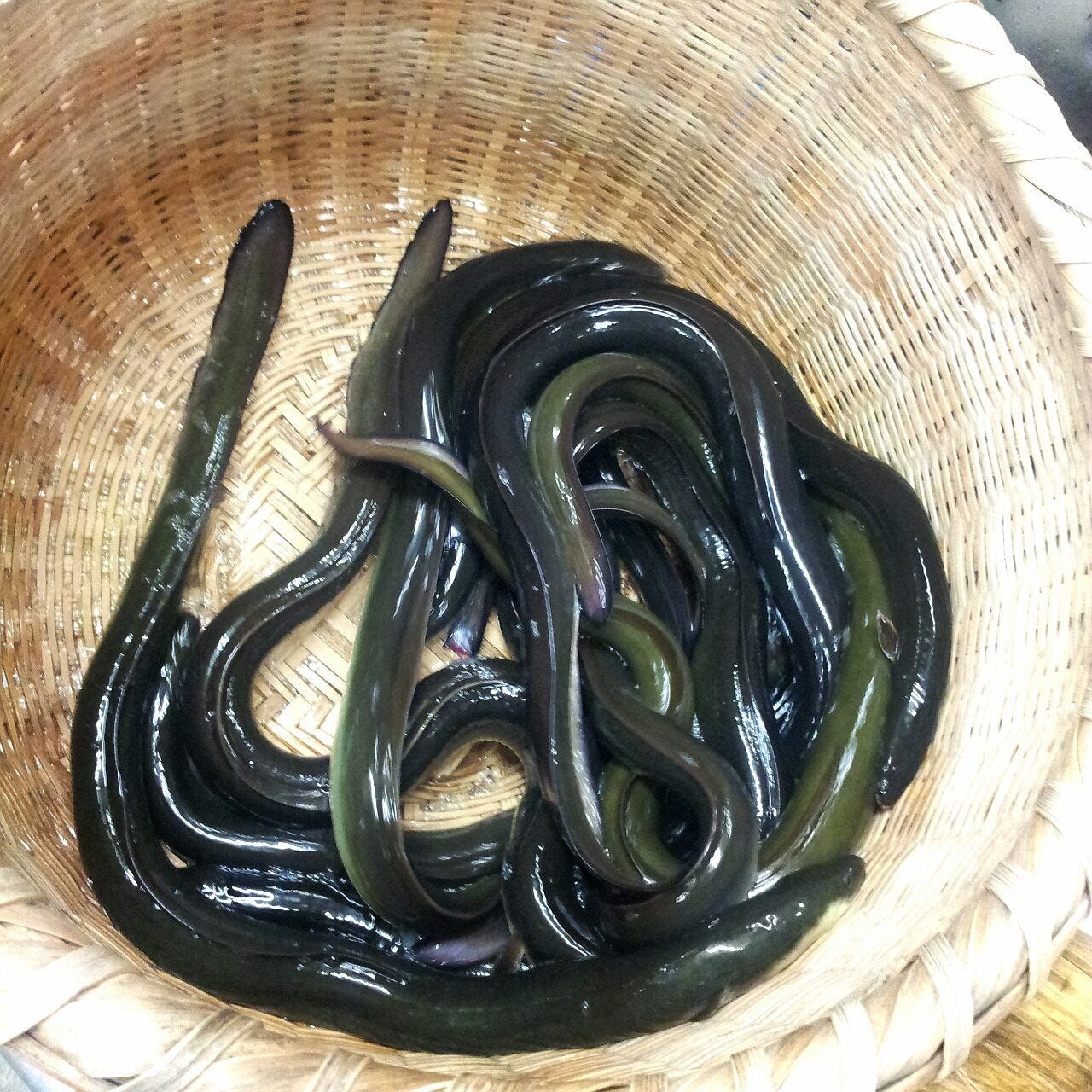 曳馬野 自慢の食材 浜名湖産 天然うなぎ ぐるなび
