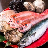 新潟から直送する鮮魚を中心に新鮮な魚介類を楽しめます