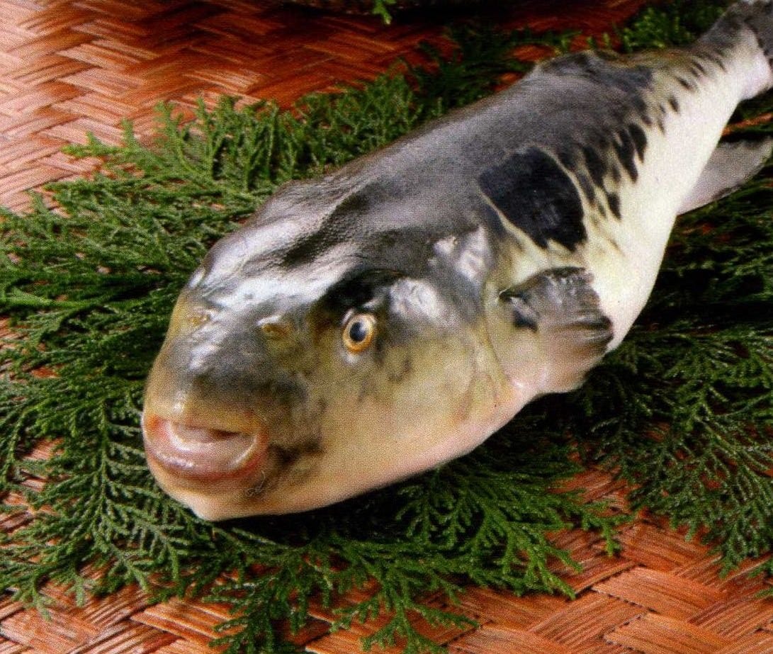 ふく料理 しのだ 自慢の食材 最高級のとらふくを使用 ぐるなび