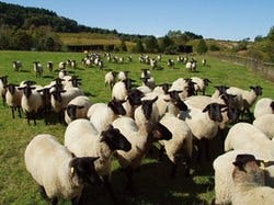 『幻のサフォーク』
選び抜かれた特別な羊たち