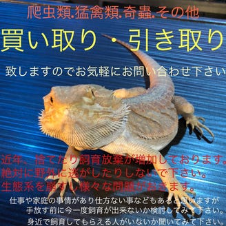 爬虫類bar Ouroboros ウロボロス こだわり情報3 ぐるなび