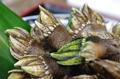 篠島直送　かめの手塩ゆで