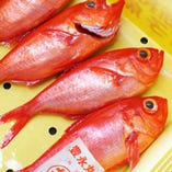 “釣り”地金目鯛【銚子】