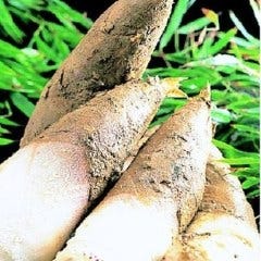 京都の契約農家から仕入れる本物の味
