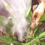 [白鳥]　天然あまご塩焼