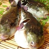 《期間限定》≪冬の京野菜とふぐ懐石≫【安乗】全9品／11,000円&rarr;7,700円