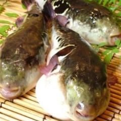 京都伝統野菜を使用した京料理