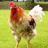 厳しい基準をクリアした安心・安全な地鶏をお客様にお届けします！