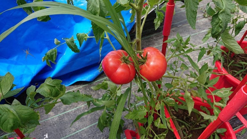 【自社農園】無農薬トマト