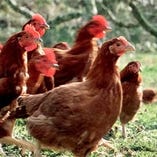 【朝挽き鶏】
専用飼料で育てられた伊達鶏は柔らかでジューシー