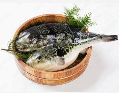 活ふぐ料理 ひゃく