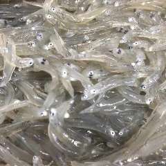 鮮度を極めた至福の生シラス丼定食