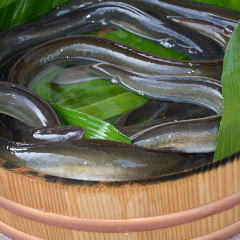 淀川産　天然うなぎ