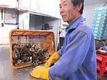 五十嵐さんが育てたオホーツク海サロマ湖の牡蠣