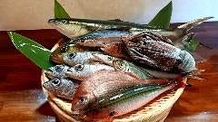 お魚oto