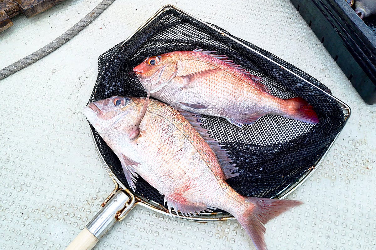 活鮨 魚發（はつ） 神戸三宮_沼島盛漁丸の天然鯛【兵庫県（主原料原産地：南あわじ市）】