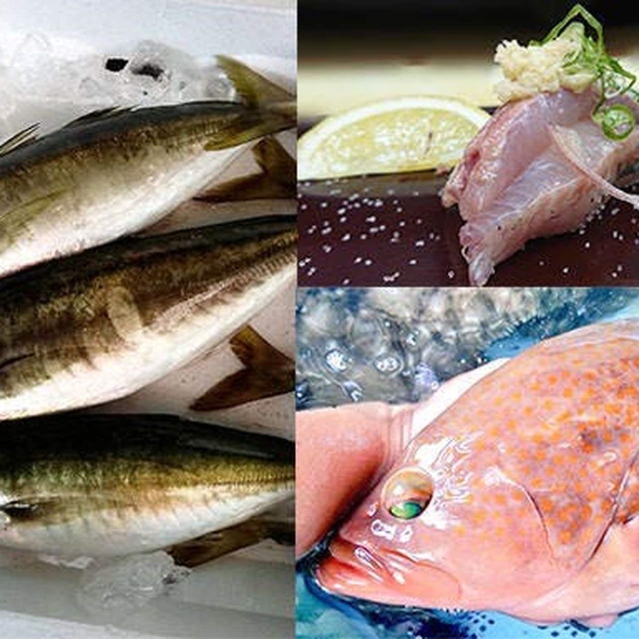 活鮨 魚發（はつ） 神戸三宮_時々予期せぬときに珍しい魚が入ったりします。サプライズ！