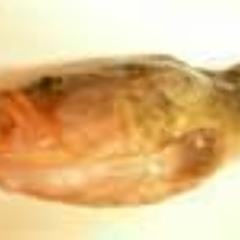 活鮨 魚發（はつ） 神戸三宮_【通年】アコウ