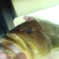 活鮨 魚發（はつ） 神戸三宮_予約限定！クエ鍋コース