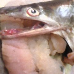 活鮨 魚發（はつ） 神戸三宮_ハモ鱧コース