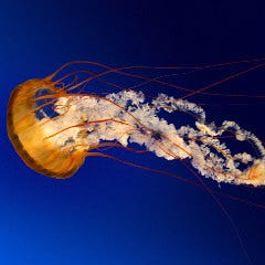活鮨 魚發（はつ） 神戸三宮_並にぎり盛り合わせ
