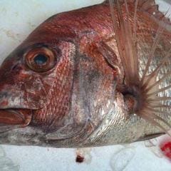 活鮨 魚發（はつ） 神戸三宮_