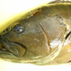 活鮨 魚發（はつ） 神戸三宮_予約限定！クエ鍋コース