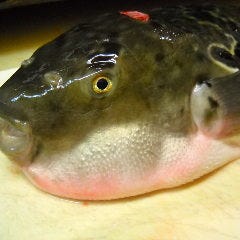 活鮨 魚發（はつ） 神戸三宮_