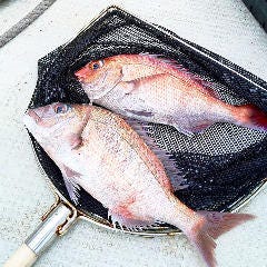 活鮨 魚發（はつ） 神戸三宮_沼島盛漁丸の天然鯛【兵庫県】