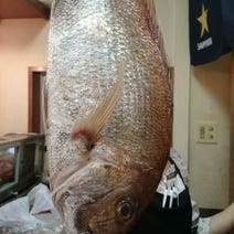 ［明石の活魚と鮨と旬の鍋］魚發の画像