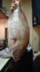 活鮨 魚發（はつ） 神戸三宮_