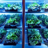 ◆専用野菜保冷室
オーダーメイドの専用野菜庫で鮮度を守ります