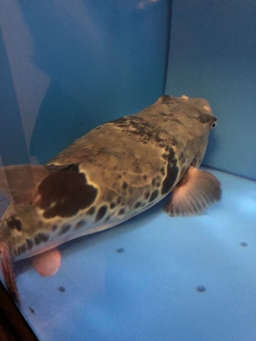泳ぎふぐ 旬彩旬魚 つむじ 神戸 ふぐ ふぐ料理 ぐるなび