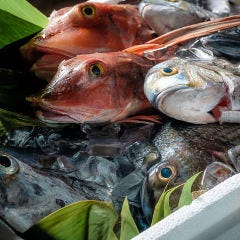 すべてのコースでお召し上がりいただける豊洲直送朝獲れ鮮魚盛り
