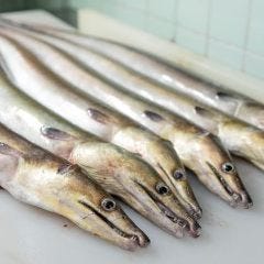 金鱧はコラーゲン含有率が他魚を圧倒する美容食！