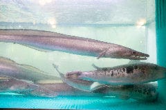 淡路島産のドラゴンとも呼ばれる大型金鱧です