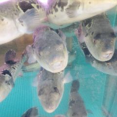 驚愕のてっちり!実際の切り身を店内にてご確認くださいませ♪