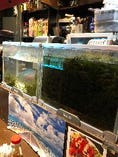 一番人気！沖縄産の海ぶどう！！水槽より直接おだしします。