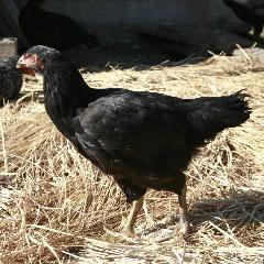  養鶏農家と直結「黒さつま鶏」