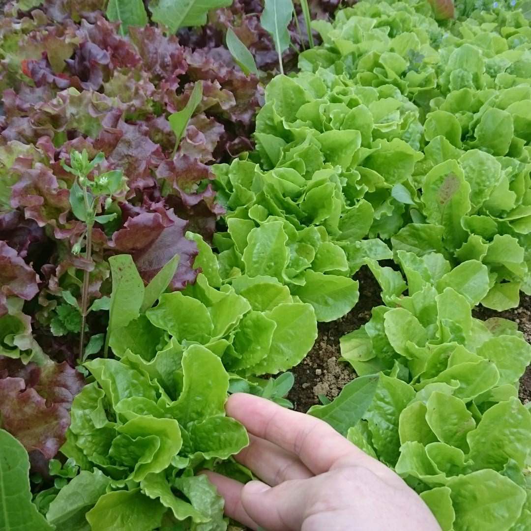 自家農園で栽培する無農薬の新鮮野菜